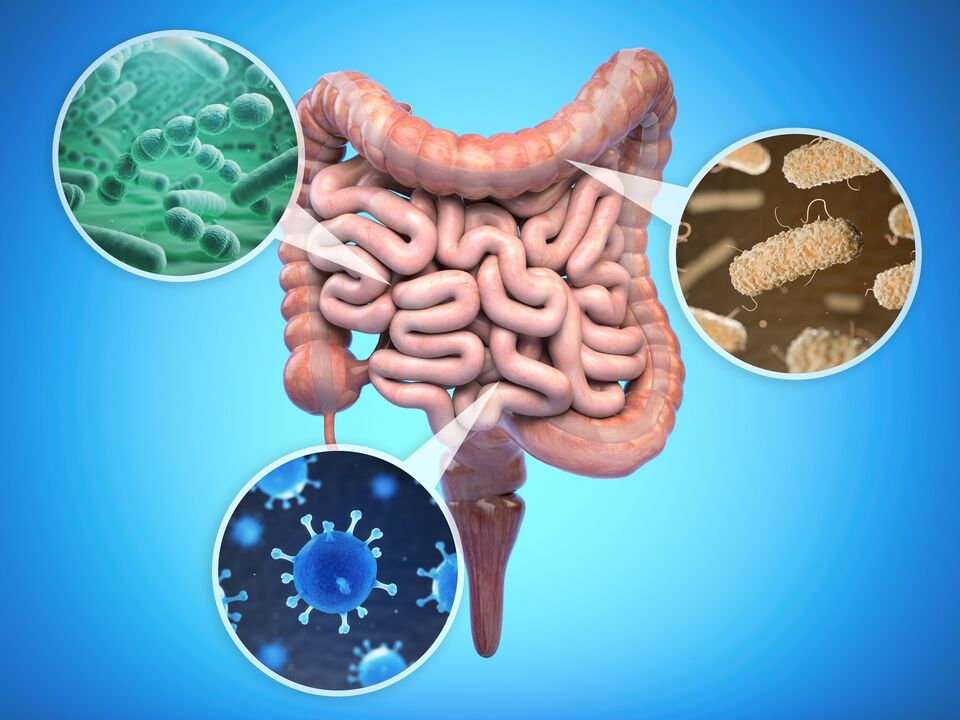 bacterias beneficiosas en el intestino